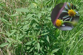 雑草の代表格アメリカセンダグサ 雑草の代表格アメリカセンダグサ