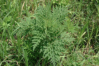 花粉症の原因となる雑草ブタクサ!対策必須! 花粉症の原因となる雑草ブタクサ!対策必須!