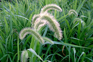 有名な雑草ネコジャラシ=エノコログサ 有名な雑草ネコジャラシ=エノコログサ