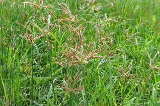 ハマスゲは対策しやすい雑草です ハマスゲは対策しやすい雑草です