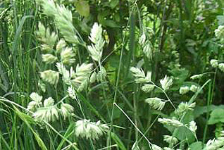 花粉症の原因となる雑草カモガヤ!対策必須! 花粉症の原因となる雑草カモガヤ!対策必須!