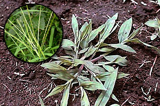 対策が困難なメヒシバ 対策が困難なメヒシバ