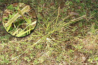 対策が困難なオヒシバ 対策が困難なオヒシバ