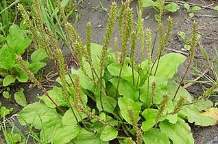 踏まれて広がるオオバコ 踏まれて広がるオオバコ