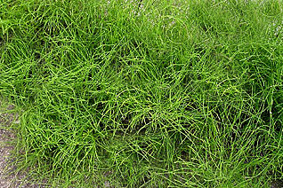 厄介な雑草、スギネです!除草は効果がありません! 厄介な雑草、スギネです!除草は効果がありません!