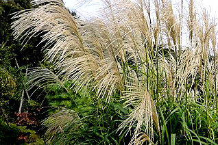 大きな雑草ススキ 大きな雑草ススキ