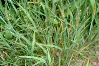 花粉症対策にもスズメノテッポウ駆除を! 花粉症対策にもスズメノテッポウ駆除を!